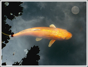 koi_moon